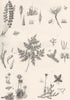 PLANTS. Cryptogamia (3)  1880 old antique vintage print picture