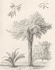 GREECE. Exotic Plants. 3. Lamia Elliptica. Ficus Virens. Tamarind tree 1880