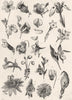 FLOWERS. Inflorescence (2)  1880 old antique vintage print picture