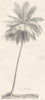PLANTS. Cocoa Nut Coconut Palm 1800 old antique vintage print picture
