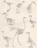 BIRD SKELETONS.Merlin;Barn Owl;Woodpecker;Maccaw;Cmn Cock;Ostrich;Duck 1880
