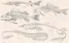 BIOLOGY. Skeletons; Fishes; Sturgeon; Carp; Perch; Acanthias; Cmn Eel 1880