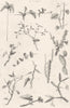 PLANTS. Stems 1880 old antique vintage print picture