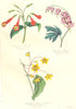 BOTANICALS. Lisianthus puleber; Dicentra spectabilis; tylophora lutescens 1852