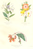 INDE.Azalée,azalea indica;Belle nuit,mirabilis;Begonia cinabre,cinnabarina 1852