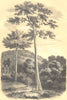 BOTANICALS.Upas Antiar.Antiaris Toxicaria;Arbre Vache.Galactodendron utile. 1852