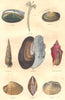 MOLLUSCS. nutlet; Térébelle; Solenelle, screw spike, floater, Volute 1873