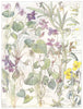 VIOLARIEAE. Marsh Wood Dog Sweet Hairy Violets; Field Pansy; Viola Hirta 1907