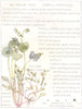 FLOWERS. Purslane family. Portulaceae. Water Blinks 1907 old antique print