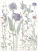 BELL-FLOWERS. Campanulaceae.Sheef's Bit;Ivy Leaved Bell Flower;Hare Bell 1907
