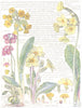 FLOWERS. Primrose Family. Primulaceae. Bird' Eye Prim Rose 1907 old print
