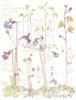 BUTTERWORT. Lesser; Large Flowered Irish; Common; Pale; Bladderwort 1907 print