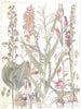 ORCHIDS.Birds Nest;Red,Long-Leaf Helleborine;Autumn Ladys Tresses;Twayblade 1907