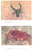 FISH. Squat- Lobster (Galathea Squamifera) ; Edible Crab (Cancer Pagurus)  1936