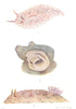 SEA SLUGS. 1. Aeolis papillosa 2. Doris tuberculata. 3. Spawn squirt 1936
