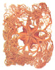 SEA STARS. Gorgonocephalus Agassizi 1936 old vintage print picture