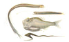 DEEP-SEA FISH.Macrostomias longibarbatus,Stomias valdiviae,Argyropelacus 1936