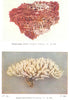 CORAL. Organ- pipe Coral (Tubipora musica) Stag's Horn Coral (Acropora)  1936