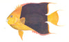 FISH. Coloured Coral Reef Fish (Holacanthus tricolour) beak- like jaws 1936
