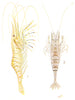 CRUSTACEANS. Cmn Prawn (Leander serratus) ; Shrimp (Crangon vulgaris)  1936