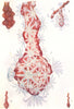 CORAL. Red Coral (Corallium nobile) . colony polyps expanded retracted 1936