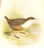 BIRDS. Songbirds . Water Ouzel (Anne Pratt, SPCK) 1857 old antique print