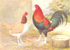 BIRDS. Cock Fighting. Game Fowl. Black- Red Cock and Clay Hen (Wright) 1910