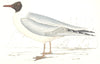 BIRDS. Masked Gull. Found in Europe. USA. Masked Gull (Morris) 1865 old print