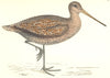 BIRDS. Sabine's Snipe. Found in Europe. Sabine's Snipe (Morris) 1865 old print