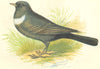 BIRDS. Ring Ouzel (Anne Pratt) 1852 old antique vintage print picture
