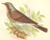 BIRDS. Fieldfare (Anne Pratt) 1852 old antique vintage print picture