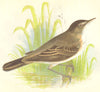 BIRDS. Reed Warbler (Anne Pratt) 1852 old antique vintage print picture