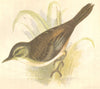 BIRDS. Sedge Warbler (Anne Pratt) 1852 old antique vintage print picture