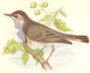 BIRDS. Blue- Throated Marbler (Anne Pratt) 1852 old antique print picture