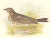 BIRDS. Meadow Pipit (Anne Pratt) 1852 old antique vintage print picture