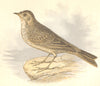BIRDS. Rock Pipit (Anne Pratt) 1852 old antique vintage print picture