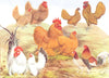 GAME FOWL.Wright.Bantams.Frizzles;Buff Pekins;Golden Sebrights;Japanese 1910