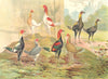 BIRDS. Cockfighting. ColourChromolithograph. Game Bantams (Wright) 1900 print