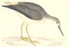 BIRDS. Yellow Shanks. Found in Europe. USA (Morris) 1880 old antique print