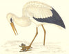 BIRDS. Stork White. Found in Europe. Asia. Japan (Morris) 1880 old print