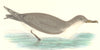BIRDS. Cinereous Shearwater. Found in Europe. Africa (Morris) 1880 old print