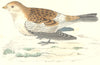 BIRDS. Snow Bunting. Found in Europe. USA (Morris) 1880 old antique print