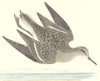 BIRDS. Temminck's Stint. Found in Europe. Africa. Asia (Morris) 1865 old print