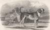 DOGS. Mastiff. Farmyward background. (Edward Jesse) 1858 old antique print