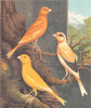 NORWICH CANARIES.Clear Yellow(Cayenne-Fed);Evenly-Marked Buff;.Blakston 1880