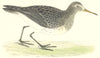 BIRDS. Pectoral Sandpiper (Green) . Found in Europe. USA (Morris) 1880 print