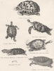 TORTOISES. Cmn; Written; Striped; Matamata Fimbriated Box toed Tortoise 1860