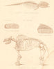 MAMMALS. Greenland Whale; Tooth African Indian Elephant; huge Mastodon 1860