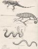REPTILES. Stellion; Chameleon; Amphisbaena; Lumbricoides 1860 old print
