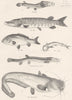 FISH. Fishes- eye; Pike; Carp; Arges; Burrowing Loach; Sheat  1860 old print